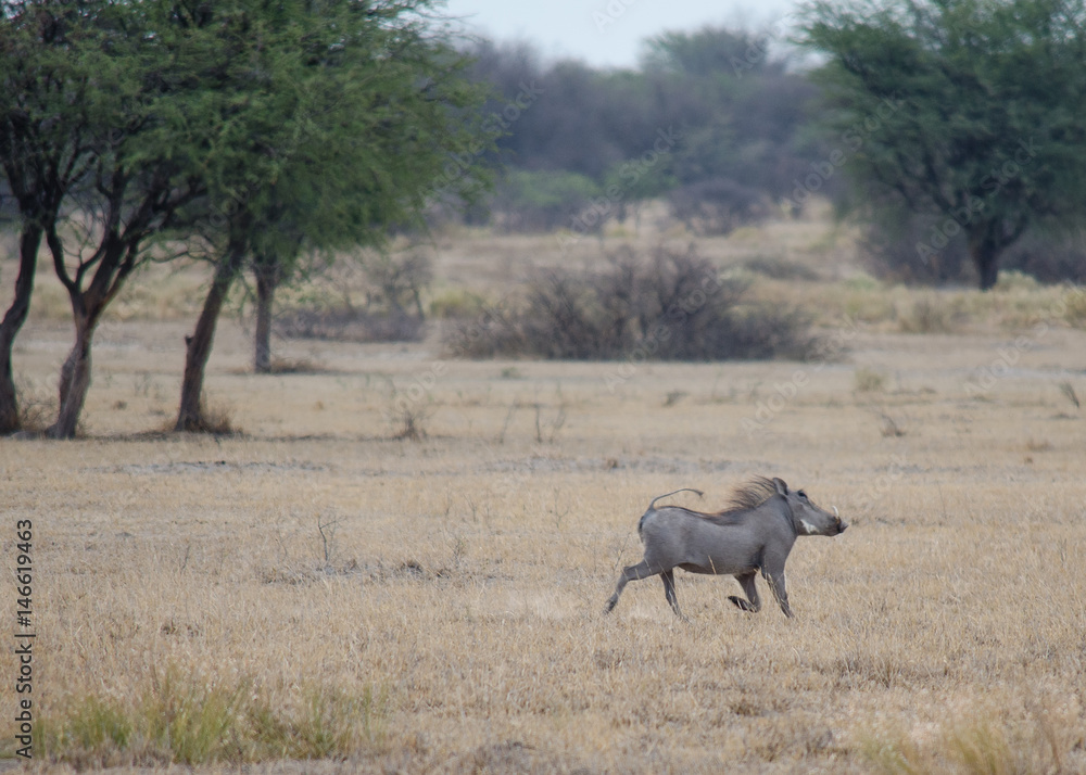 Fototapeta premium Nature in Africa