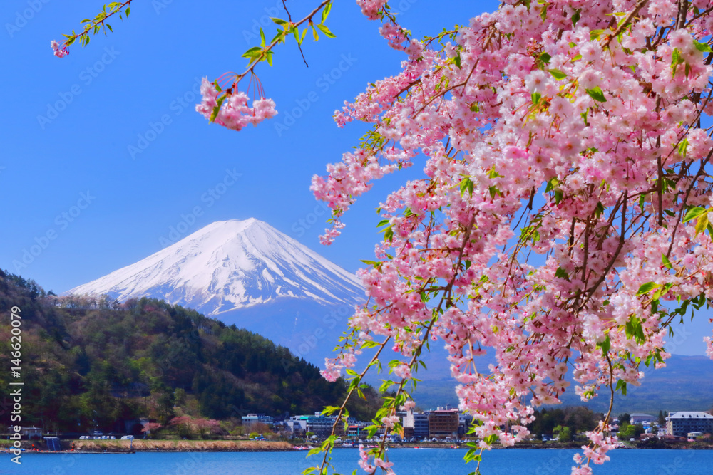 Naklejka premium 【山梨県】河口湖の桜と富士山