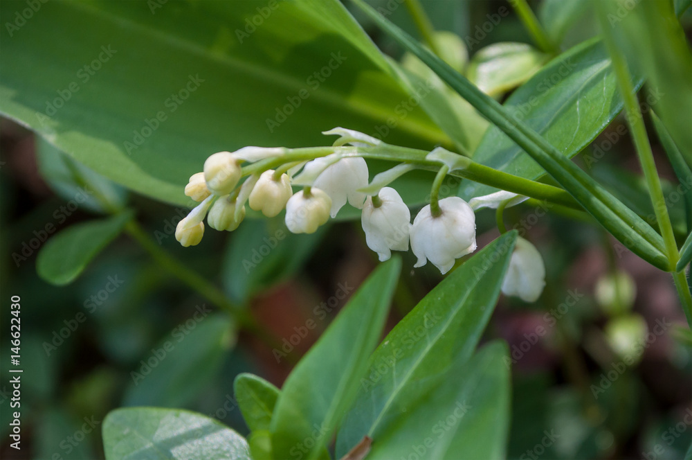Fototapeta premium muguet porte bonheur en forêt