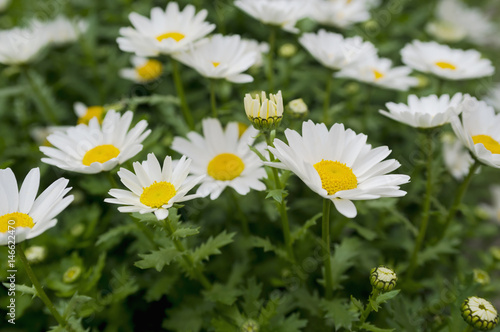 Beautiful white daisy flower background. Bright chamomiles   camomiles meadow. Summer in the garden. Selective focus