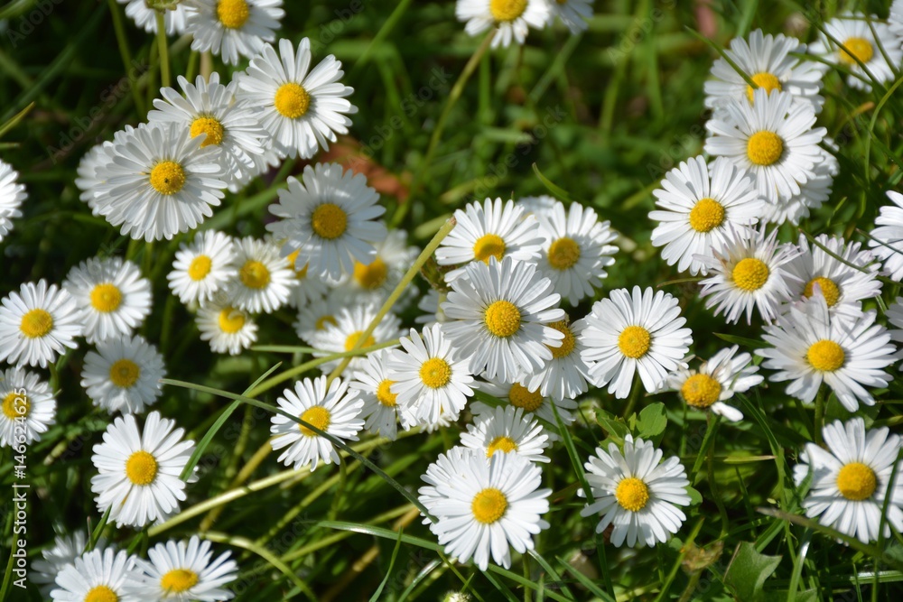 Gänseblümchen Gänseblümchen