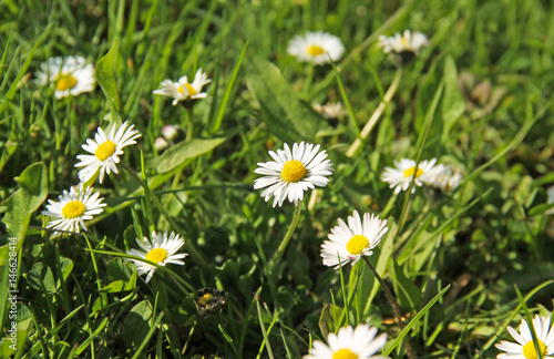 some nice white daisies growing in the grass in spring © mysikrysa