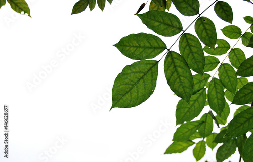 Green leaves background