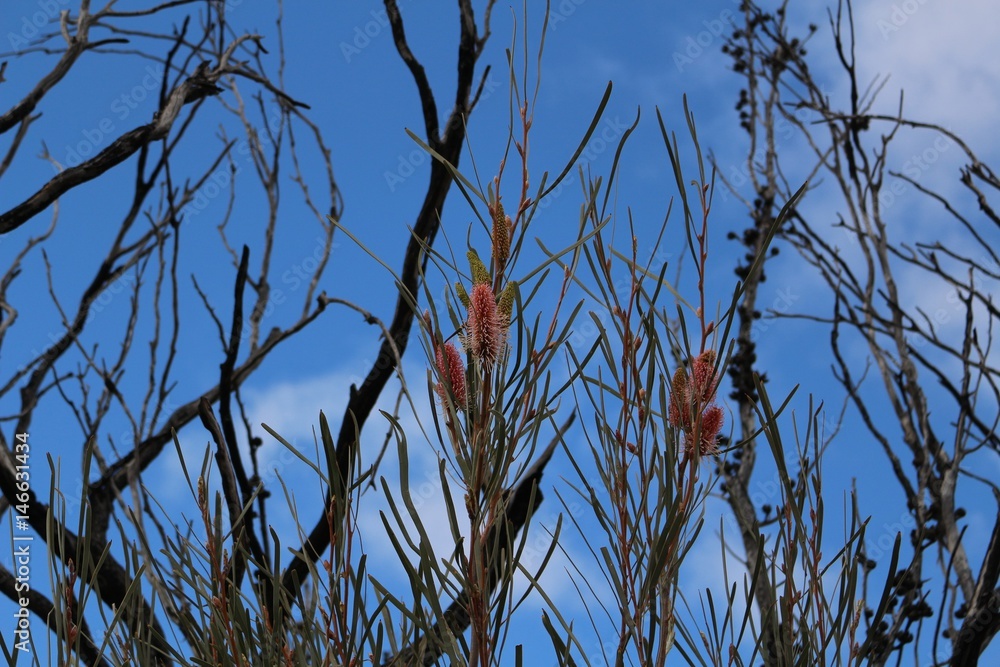 Fototapeta premium Texture of Western Australian wildflower (Hakea francisiana) in front of blue sky