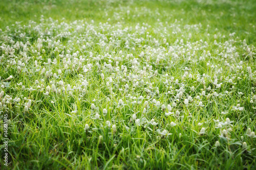 Gomphrena weed flowers © ewapee