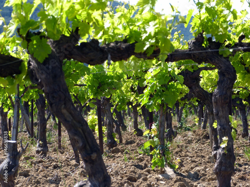 Vignes au printemps dans le sud de la France photo