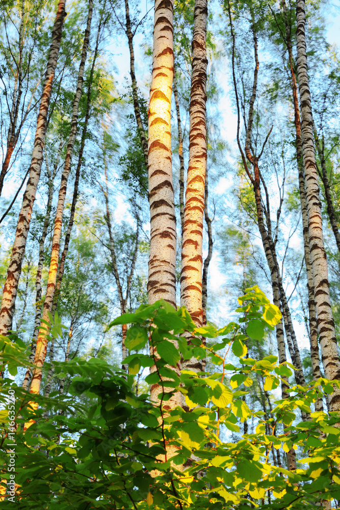Fototapeta premium summer in sunny birch forest