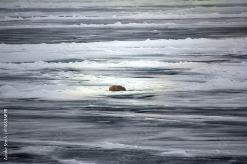 Polar bear near North pole (86-87 degrees north latitude)