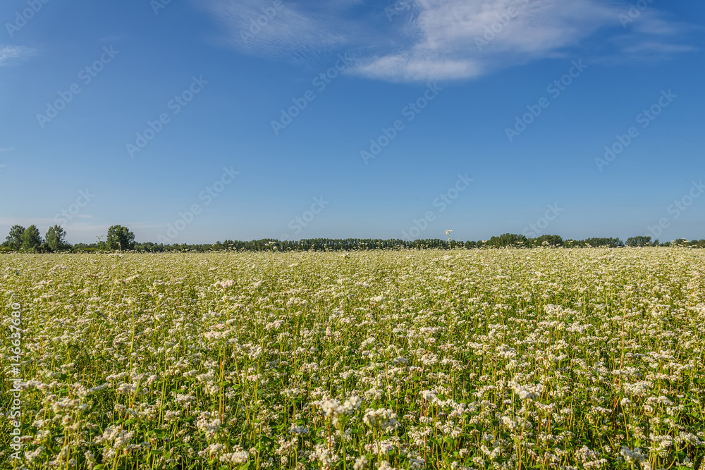 buckwheat flowers field white