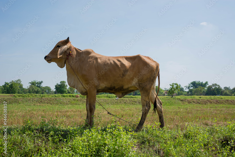 Cow on green meadow Nature composition real Cow on green meadow Nature composition real