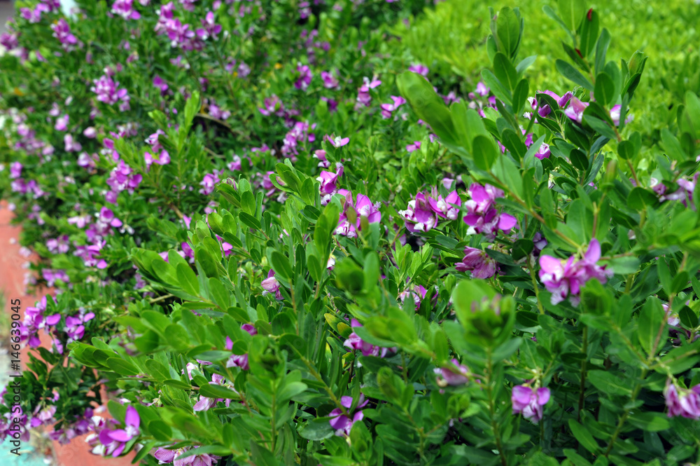 flowers garden