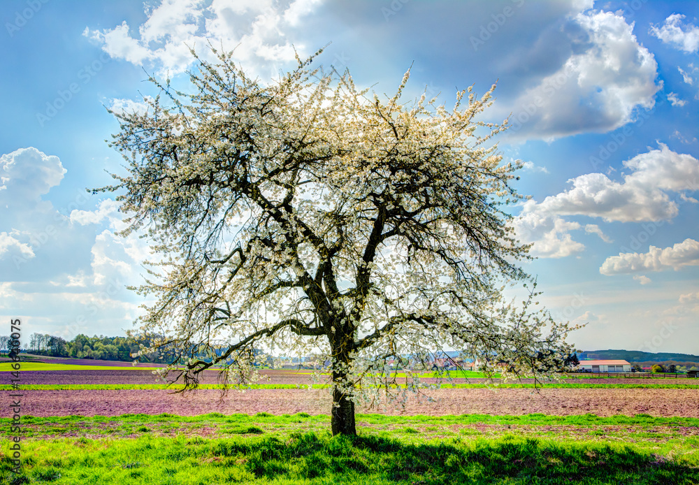 Naklejka premium Meadow with a flowering fruit tree