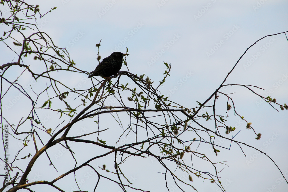 Common starling (Sturnus vulgaris) on tree branch Common starling (Sturnus vulgaris) on tree branch