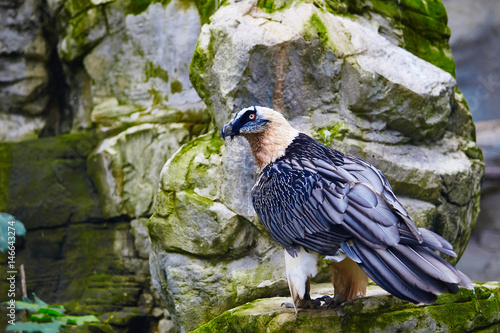 Bearded vulture  Gypaetus barbatus  . Lammergeier or Bearded Vulture