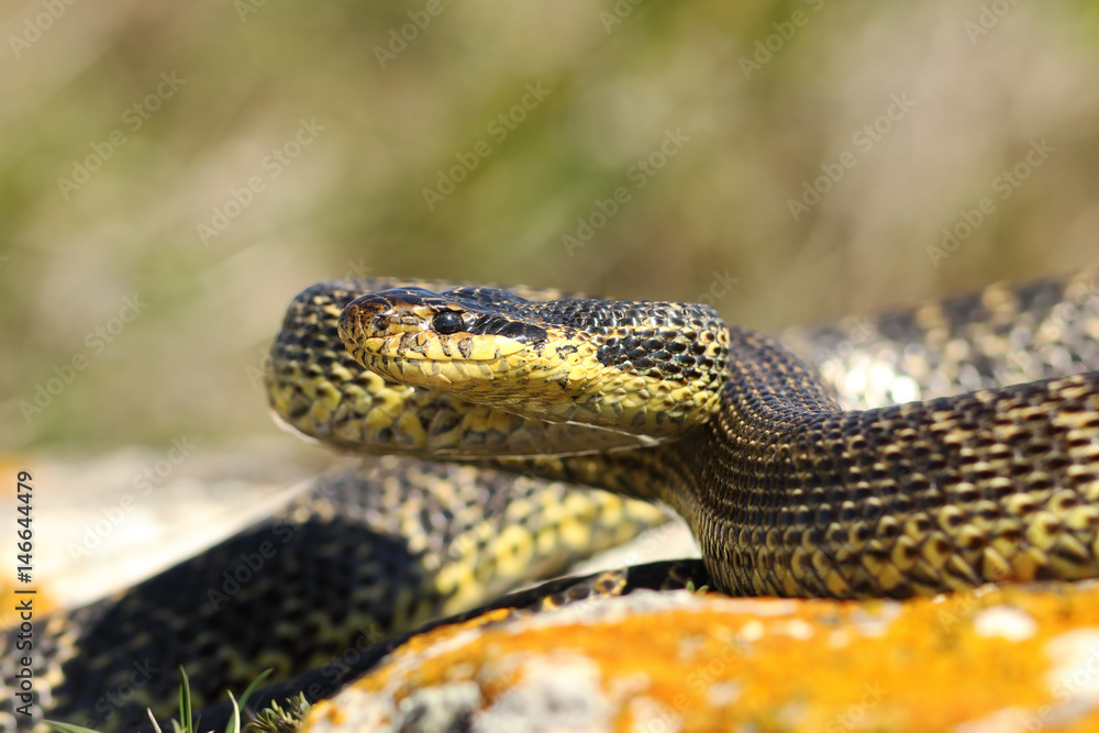blotched snake on strike position blotched snake on strike position