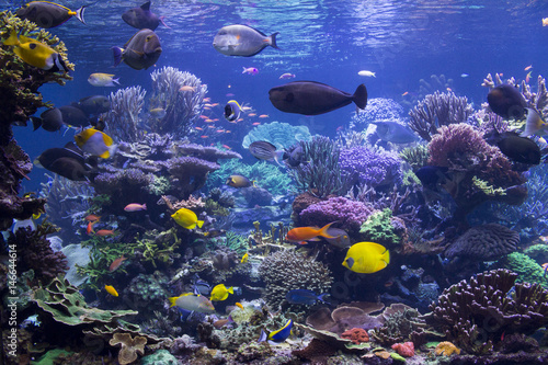 Fototapeta Naklejka Na Ścianę i Meble -  Aquarium Reef