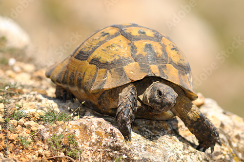 closeup of wild Testudo graeca