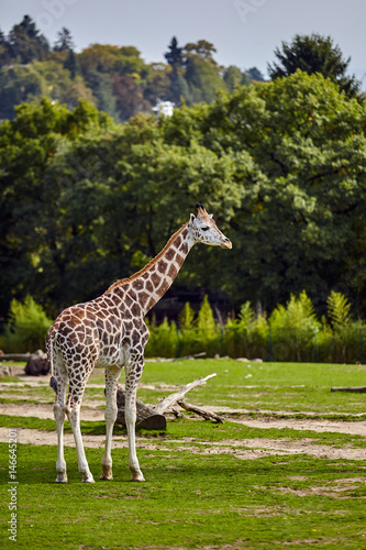 Giraffe in nature