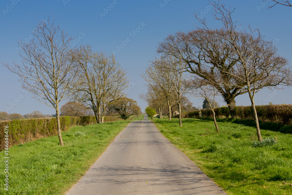 A tree lined country road