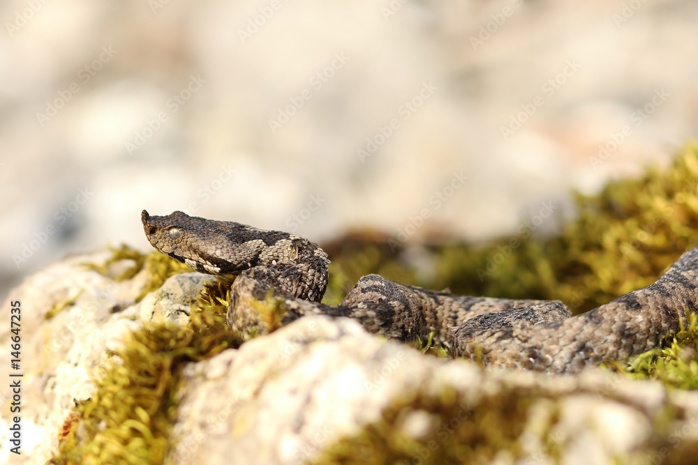 european venomous snake european venomous snake