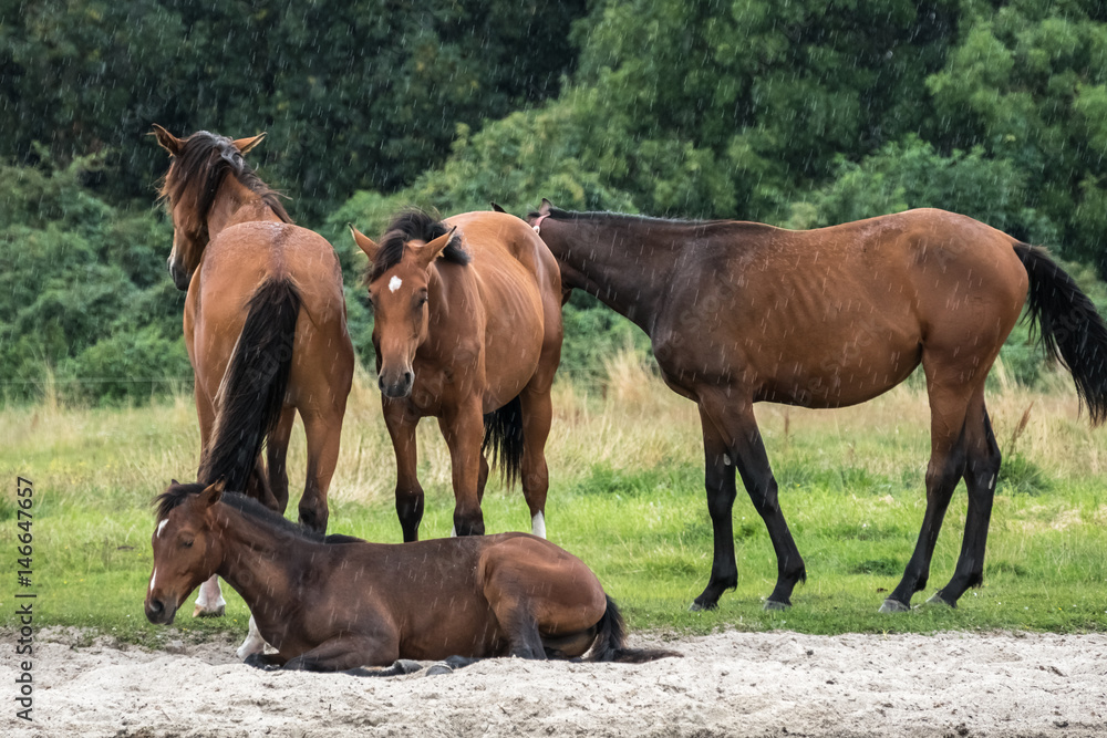 Pferde an der Müritz Pferde an der Müritz