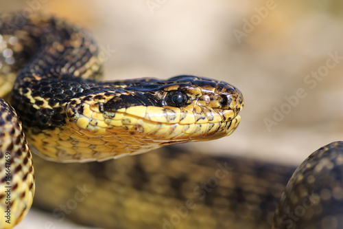 macro portrait of beautiful european snake