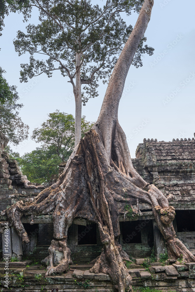 Preh Khan temple with silk cotton tree roots in Siem Reap, Cambodia