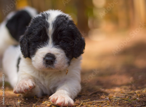 landseer puppy dog newfounland  photo