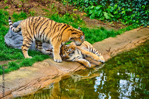 Two adult tigers at play. young Tiger