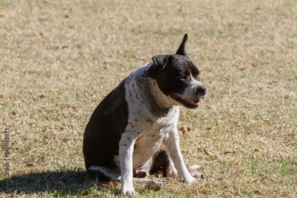 old dog sitting