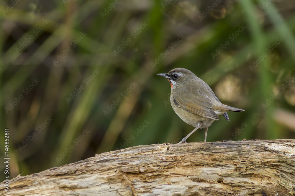 Birds in Nature,Siberian Rubythroat (Calliope calliope) Birds in Nature,Siberian Rubythroat (Calliope calliope)