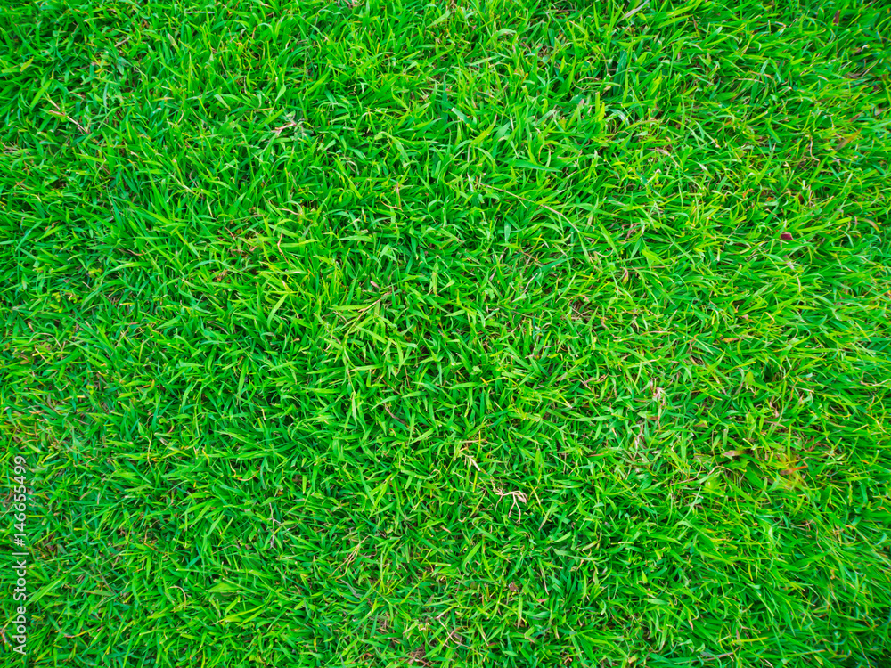 Green nature grass texture Green nature grass texture