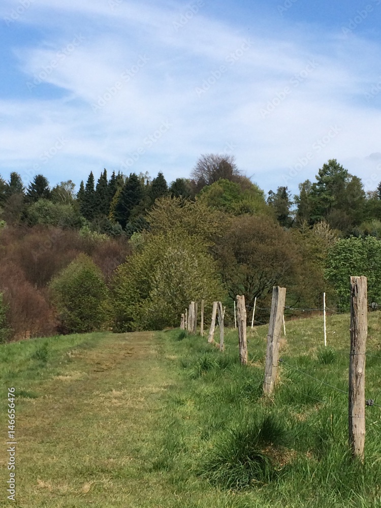 Obraz premium Naturlandschaft mit Weidezaun im Frühling