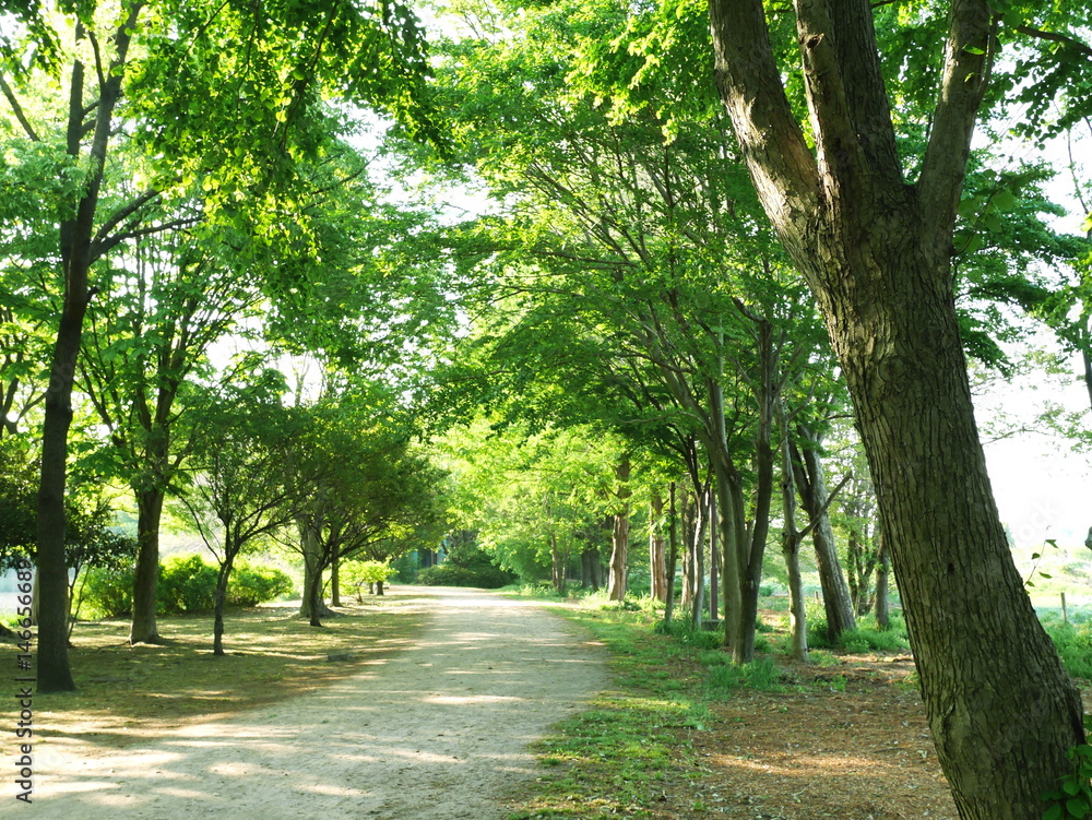 Fototapeta premium 木漏れ日が射し込む新緑の公園