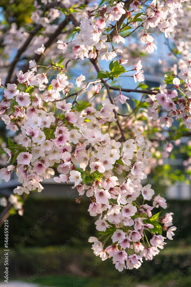 午後の葉桜 午後の葉桜