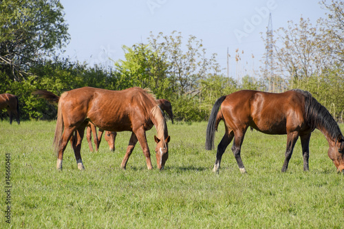 Horses graze in the pasture. Paddock horses on a horse farm. Walking horses