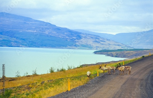 Ren / Rentiere (Rangifer tarandus) stehen auf einer Schotterpiste in Ostisland, im Hintergrund der See Lagarfljót und Bergkette, Austurland/ Ostisland, Island/ Iceland, Europa photo