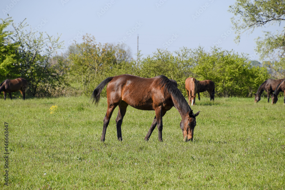 Horses graze in the pasture. Paddock horses on a horse farm. Walking horses Horses graze in the pasture. Paddock horses on a horse farm. Walking horses