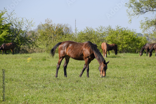 Horses graze in the pasture. Paddock horses on a horse farm. Walking horses