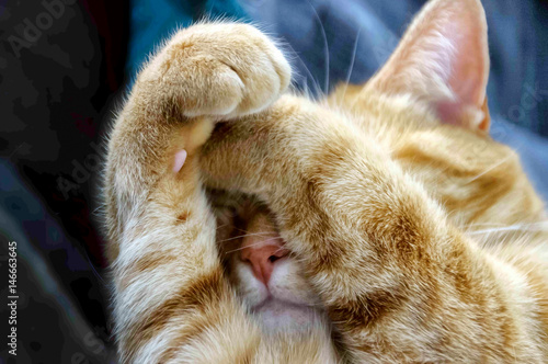 Cute polydactyl cat covering face with paws; dedicated focus photo