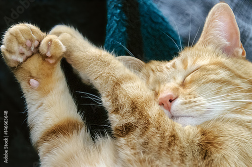 Close up of cute polydactyl cat sleeping; dedicated focus