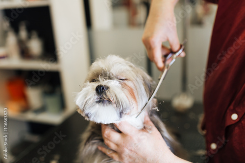 Fotografie Lhasa apso at grooming salon.