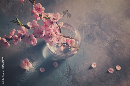 Fototapeta Naklejka Na Ścianę i Meble -  pink cherry blossom fresh twigs bunch on gray background, retro toned