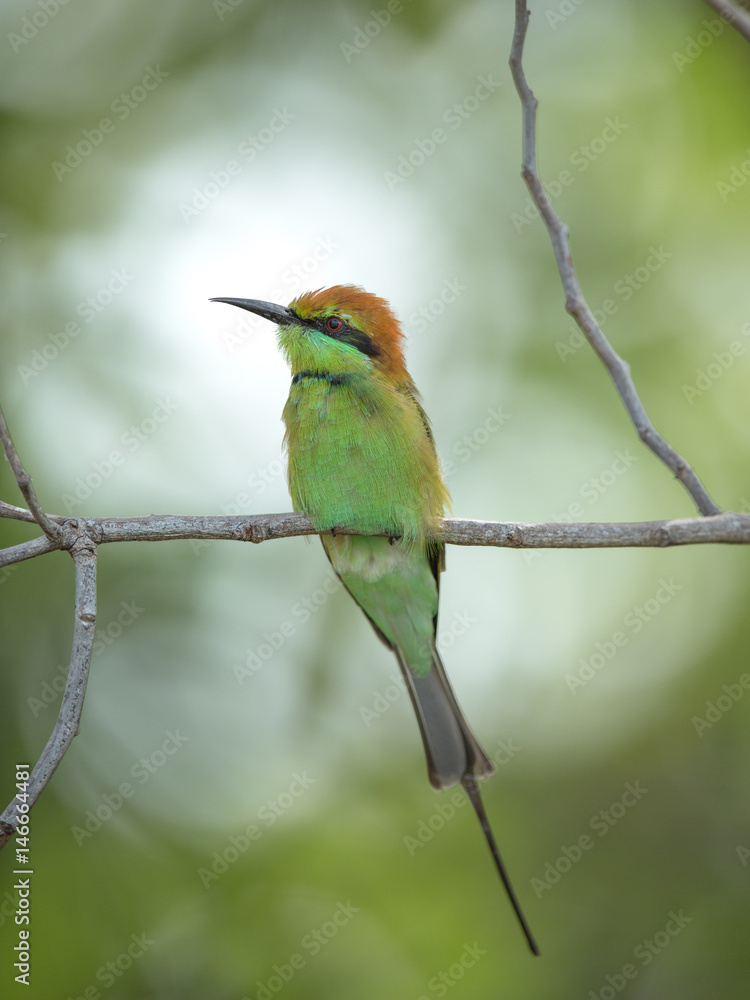 Bee eater bird Bee eater bird