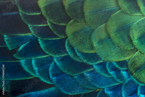 Close up peacock feachers