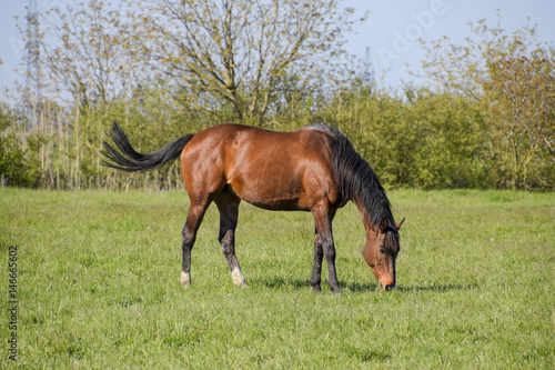 Horses graze in the pasture. Paddock horses on a horse farm. Walking horses