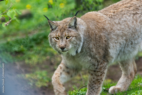 Lynx on a walk