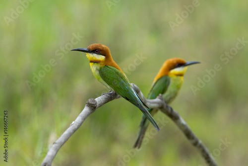 A couple of Chestnut-headed Bee-eater © chamnan phanthong