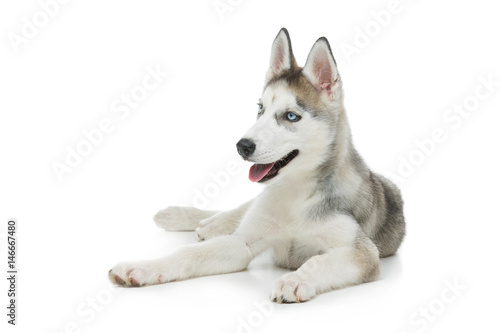 Cute husky puppy dog