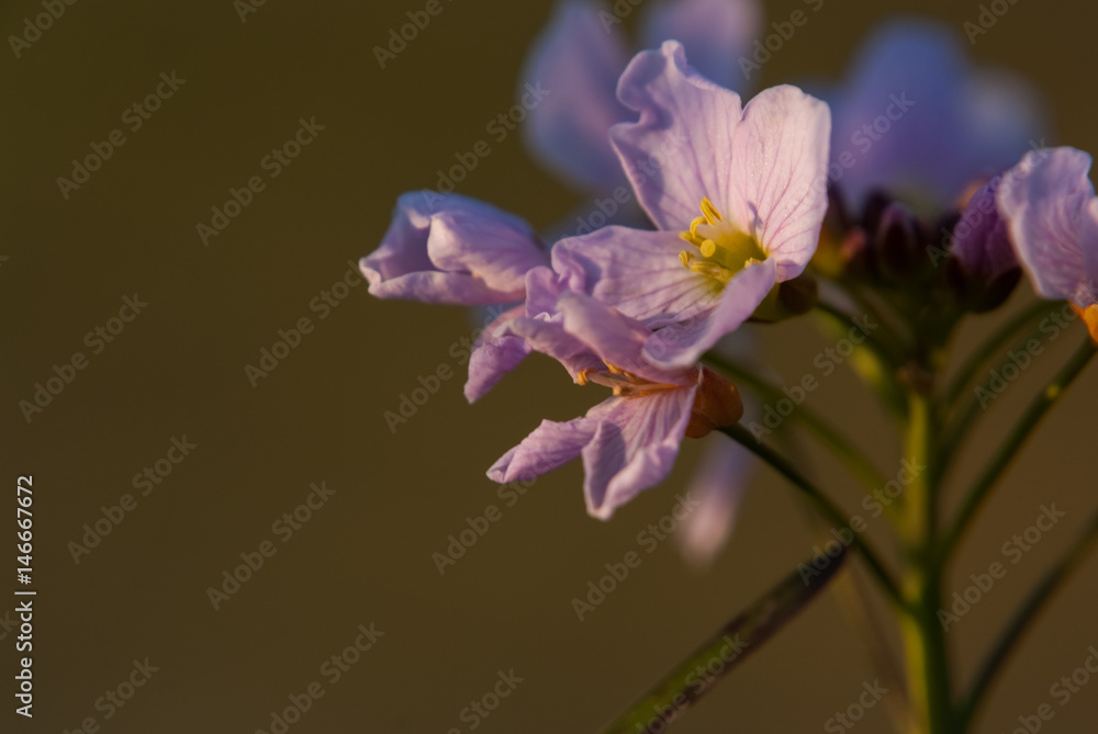 Obraz premium Blüte